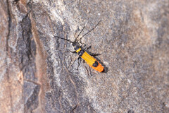 Chauliognathus imperialis
