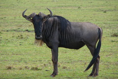 Connochaetes taurinus mearnsi