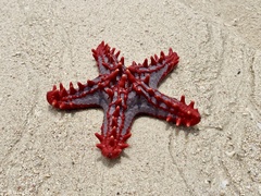 Protoreaster lincki