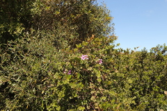 Pelargonium peltatum