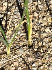 Schoenoplectus triqueter