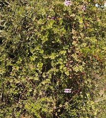 Pelargonium peltatum