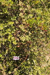 Pelargonium peltatum