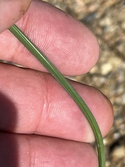 Schoenoplectus triqueter