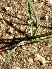 Schoenoplectus triqueter