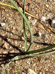 Schoenoplectus triqueter