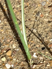 Schoenoplectus triqueter