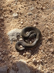 Macroprotodon brevis