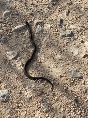 Macroprotodon brevis