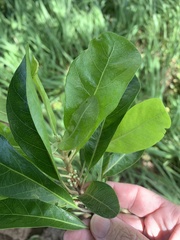 Planchonella pohlmaniana