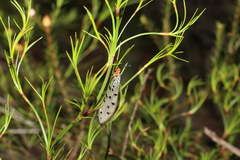 Myrmeleon erythrocephalus