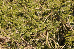 Schotia afra afra
