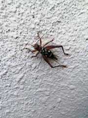 Cardiodactylus guttulus