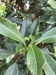 Daphniphyllum oldhami