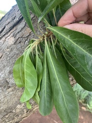 Planchonella pohlmaniana