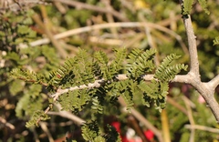 Schotia afra afra