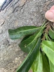 Planchonella pohlmaniana