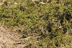 Schotia afra afra