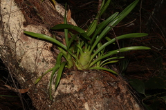 Cymbidium madidum