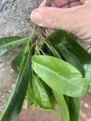 Planchonella pohlmaniana