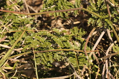 Schotia afra afra