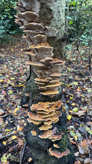 Mensularia radiata