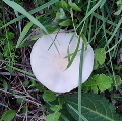 Leucoagaricus leucothites