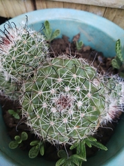 Mammillaria beneckei