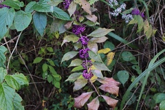 Callicarpa
