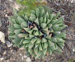 Machairophyllum albidum