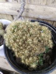 Mammillaria prolifera