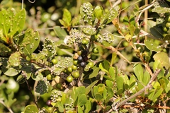 Eriophyes inermae