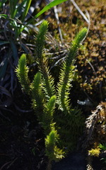 Huperzia appressa