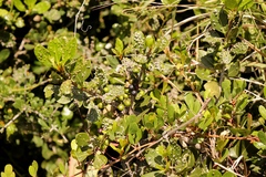 Eriophyes inermae