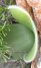 Haemanthus albiflos