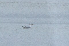 Ichthyaetus ichthyaetus