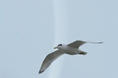 Ichthyaetus ichthyaetus