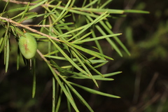 Persoonia virgata