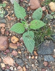 Heliotropium indicum