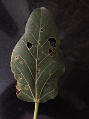 Pseudomonas cichorii