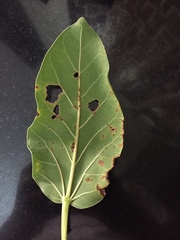 Pseudomonas cichorii