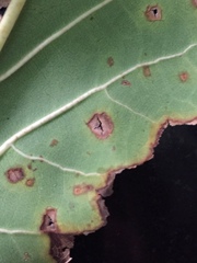 Pseudomonas cichorii