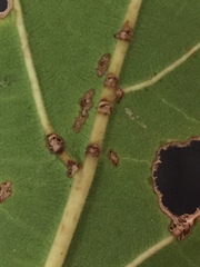Pseudomonas cichorii