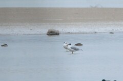 Ichthyaetus ichthyaetus