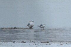 Ichthyaetus ichthyaetus