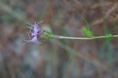 Liatris tenuis