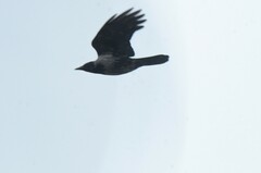 Corvus cornix × corone