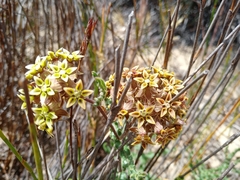 Asclepias crispa