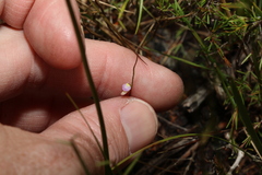 Utricularia lateriflora