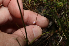 Utricularia lateriflora